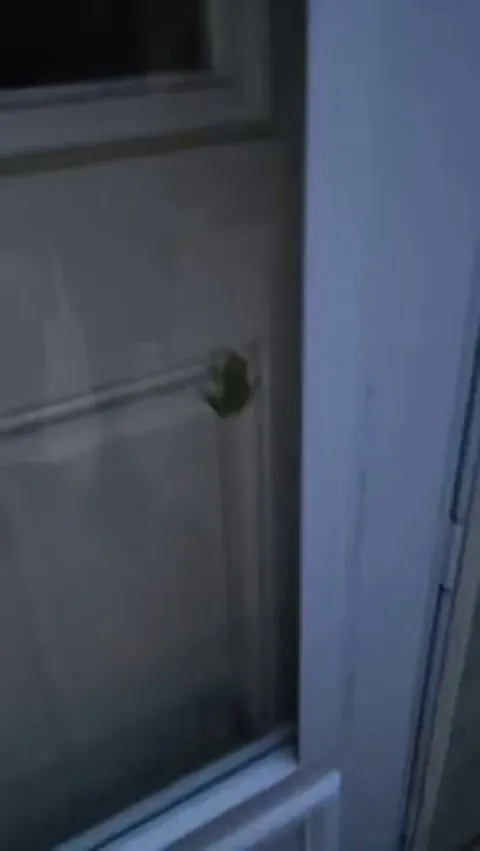 🔥 frog eats firefly 