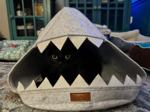 Bonnie MacPurray in her shark bed