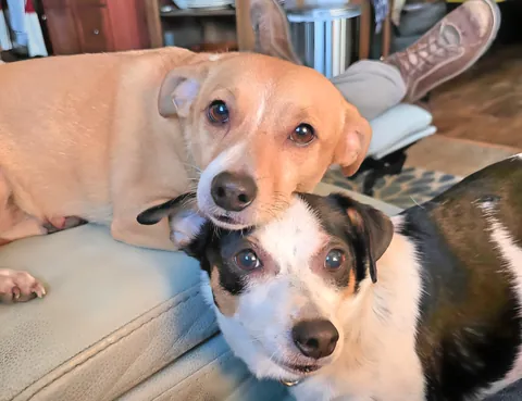 Double rare pupper wombmates survived the Maui Fire. Relocated to the mainland and survived Helene in WNC...now in FL.