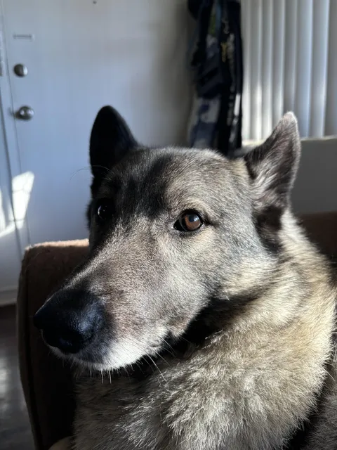 He could be a puppy model! My handsome boi 