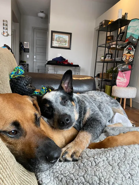 Boomer spent two whole days away from his big brother. Can you tell he missed him?