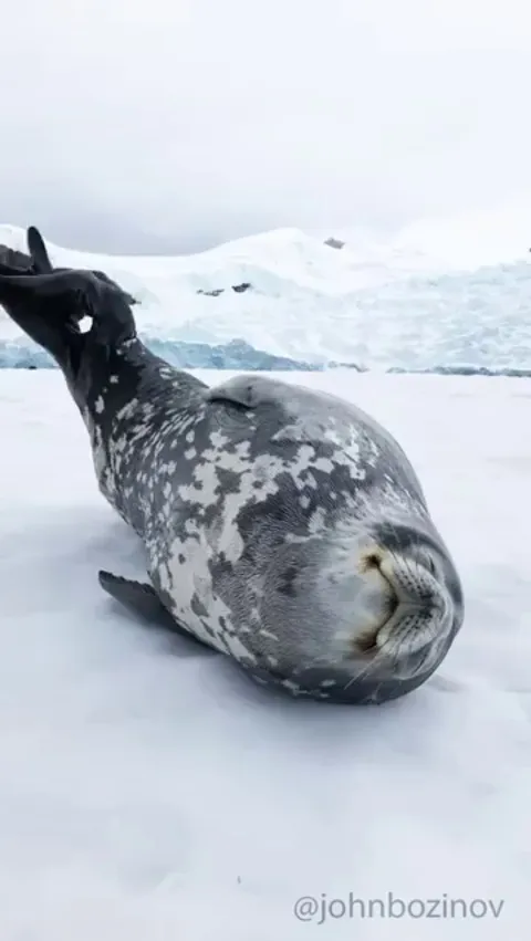 🔥 Weddel Seals making spaceship-like vocalisations while sleeping 