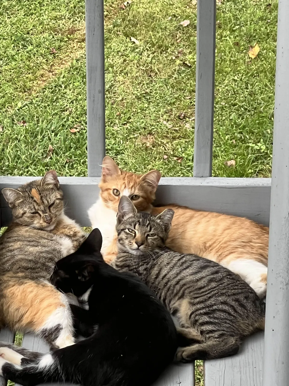 I've been taking care of a mama cat and her babies. All fixed, and vaccinated living a happy little life.