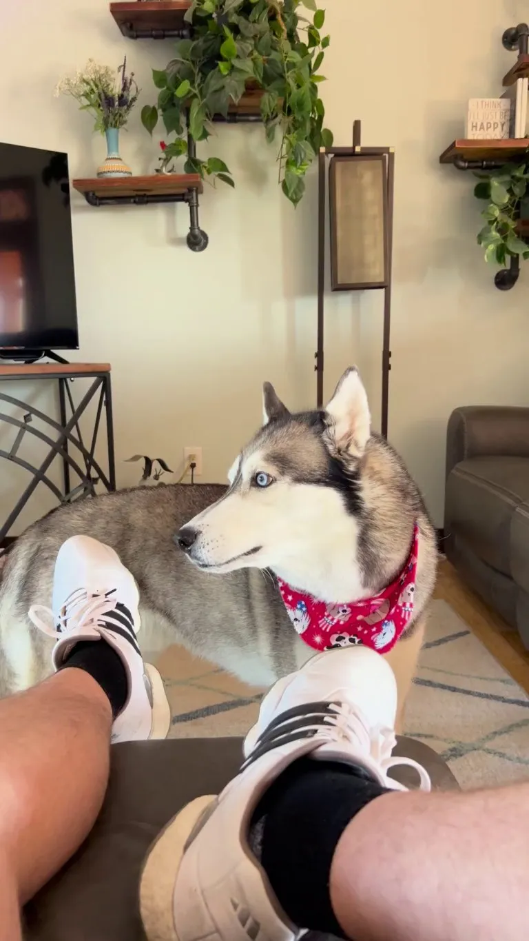 My bulldog trying to howl like her husky brother