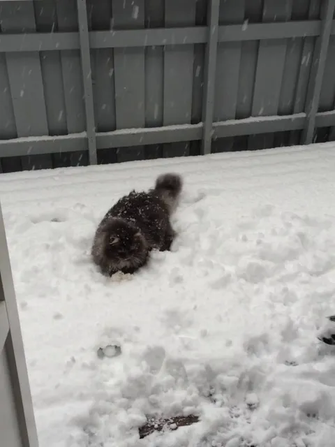 10 years ago Nala became famous for her Snow antics