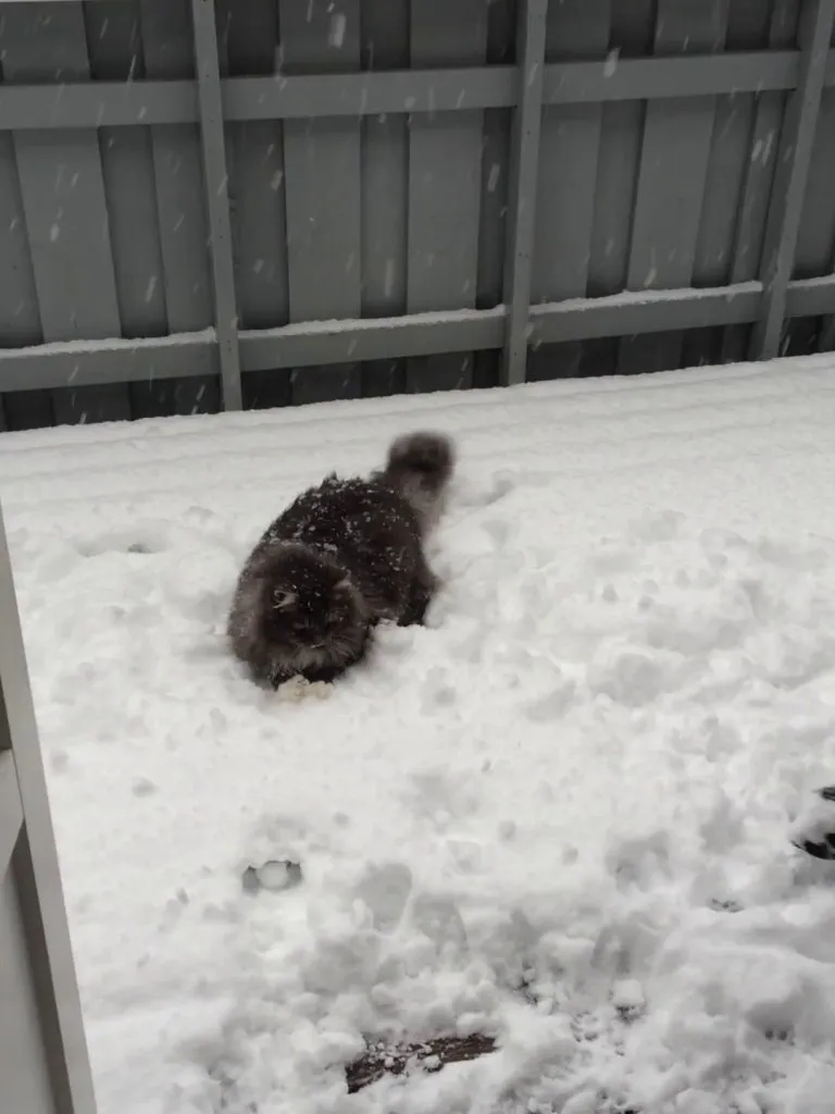 10 years ago Nala became famous for her Snow antics