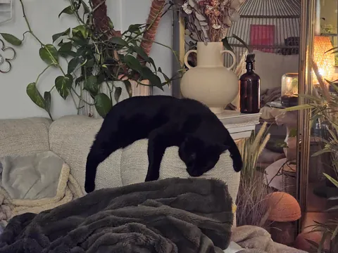 Asked chatgpt to generate an x-ray version of photos