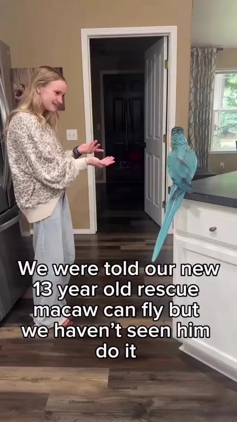 Girl gets rescue parrot to fly to her for the first time.