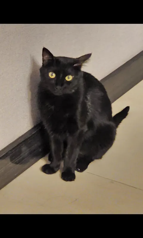 My black cat keeps getting whiter update