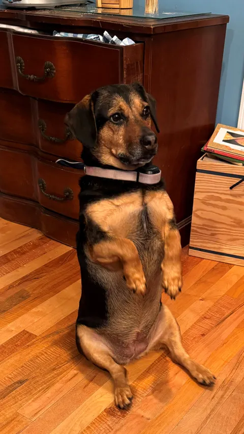 She's got 2 brain cells and does one trick - this is it!