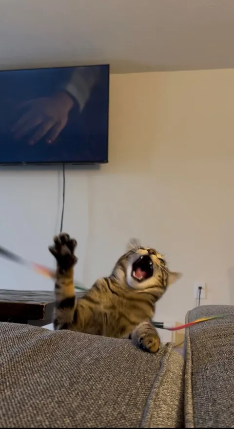 Please try to enjoy each pic equally