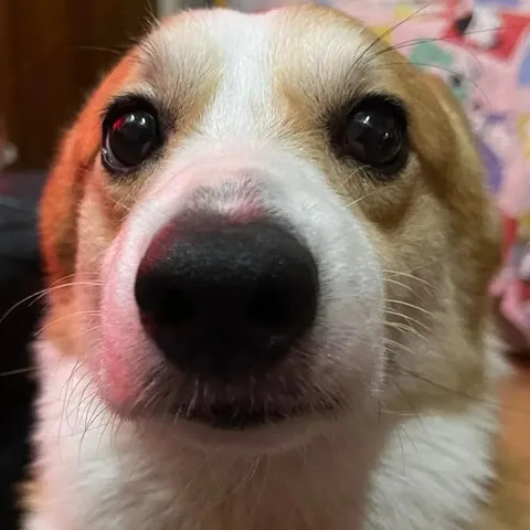 My sister Fav dog [OC]