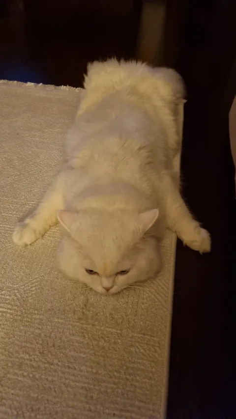 He LOVES to sleep in weird positions