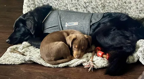 Y’all remember Baby Bowen Arrow? He’s changed a bit 😂 final pic was just taken today. Prepare yourselves.