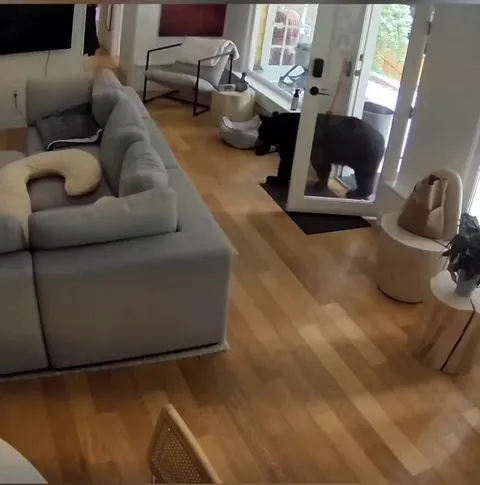 Pomeranian dog chases bear for eating his breakfast