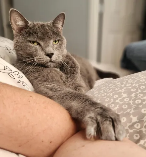 Most cats are cute. My cat is just handsome.