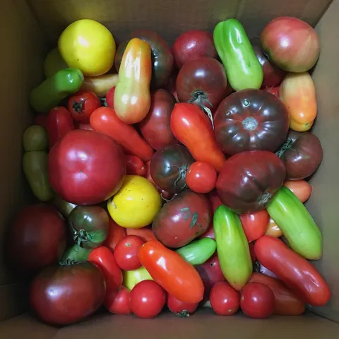 So you know it was a long, abundant tomato season when your vegan neighbor hands you this box of gorgeousness and says she "wants no part of them."
