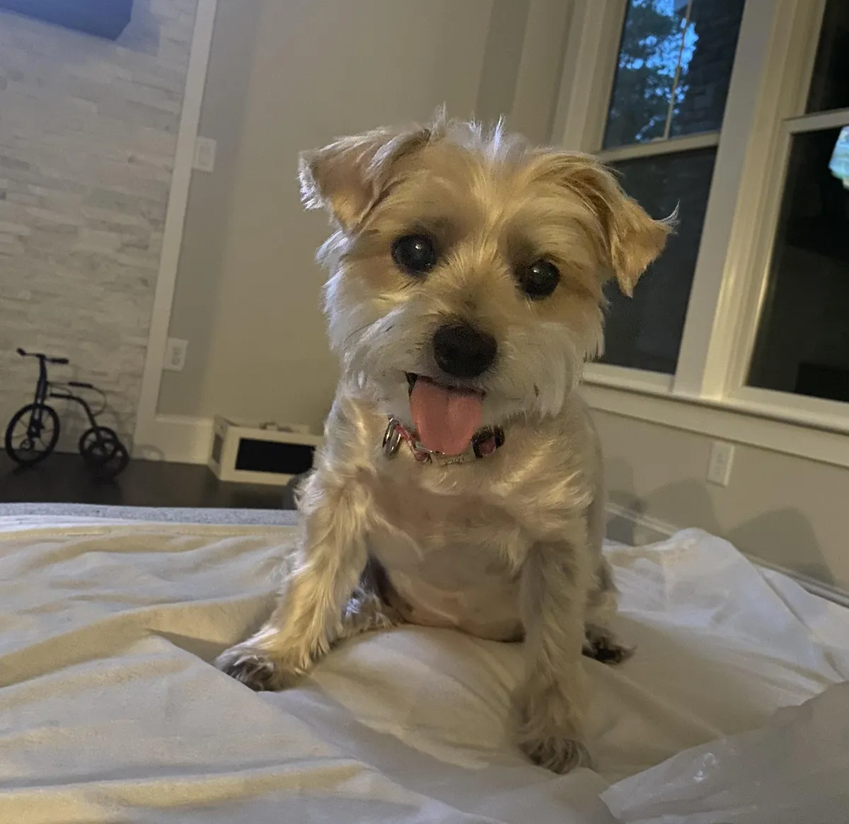 This is Lola - 16.5 years old today!