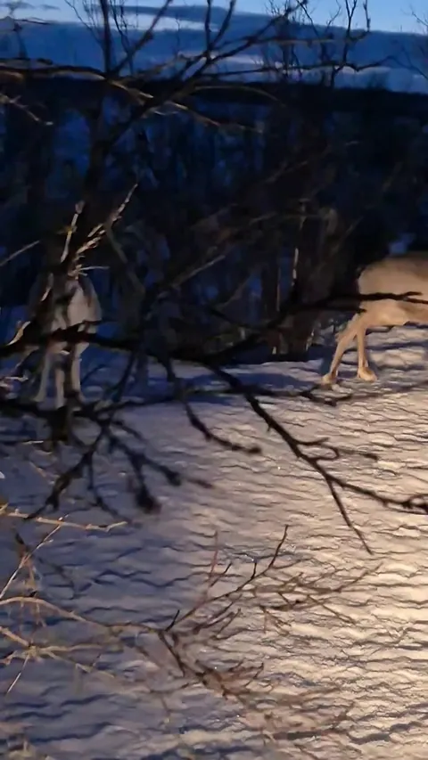A reindeer affected by "Livca", which is a brainworm (Elaphostrongylus rangiferi) that specialised on reindeer. It affects the mobility of the hind legs, making it difficult for the animal to walk
