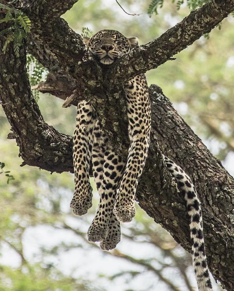🔥 Leopard chilling in a tree 🐆