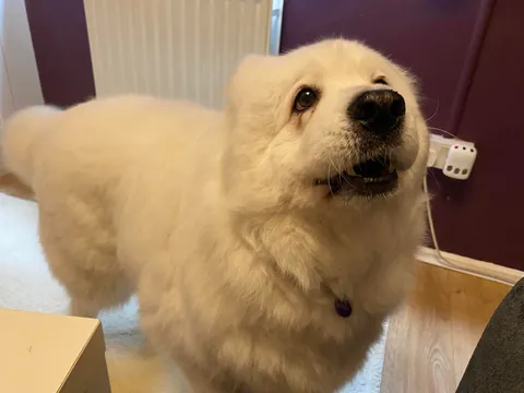 This is Esther, she’s a Samoyed rescue. She’s a sweet polar bear 🐻‍❄️