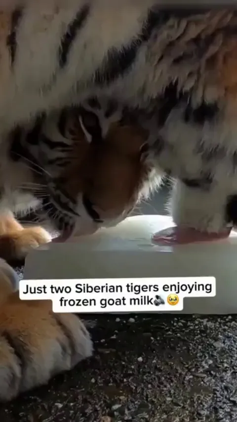 Two big orange cats are enjoying their frozen treats