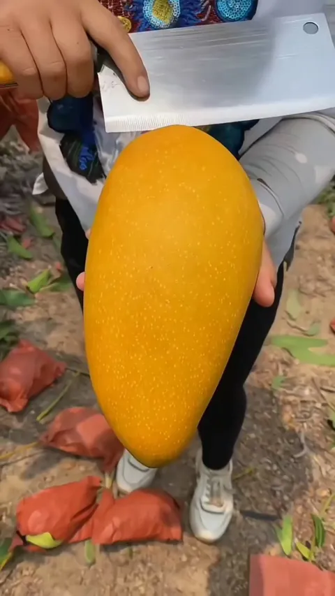 Sweet and Juicy mango