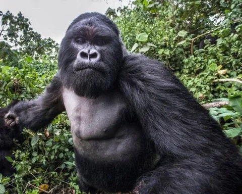 In 2015, wildlife photographer Christophe Courteau took this close up of a 6ft 6, 400lbs silverback gorilla, right before it punched him in the face.