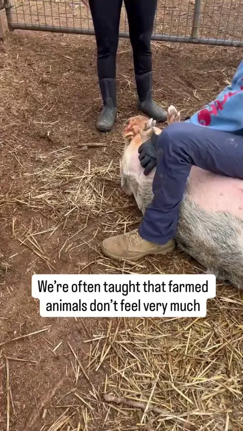 Pig’s friends were super concerned while he was getting medical treatment 💔