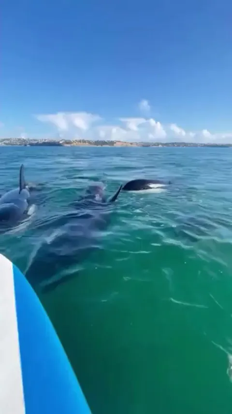 🔥Paddleboarder has a very close encounter with a few curious Orcas.