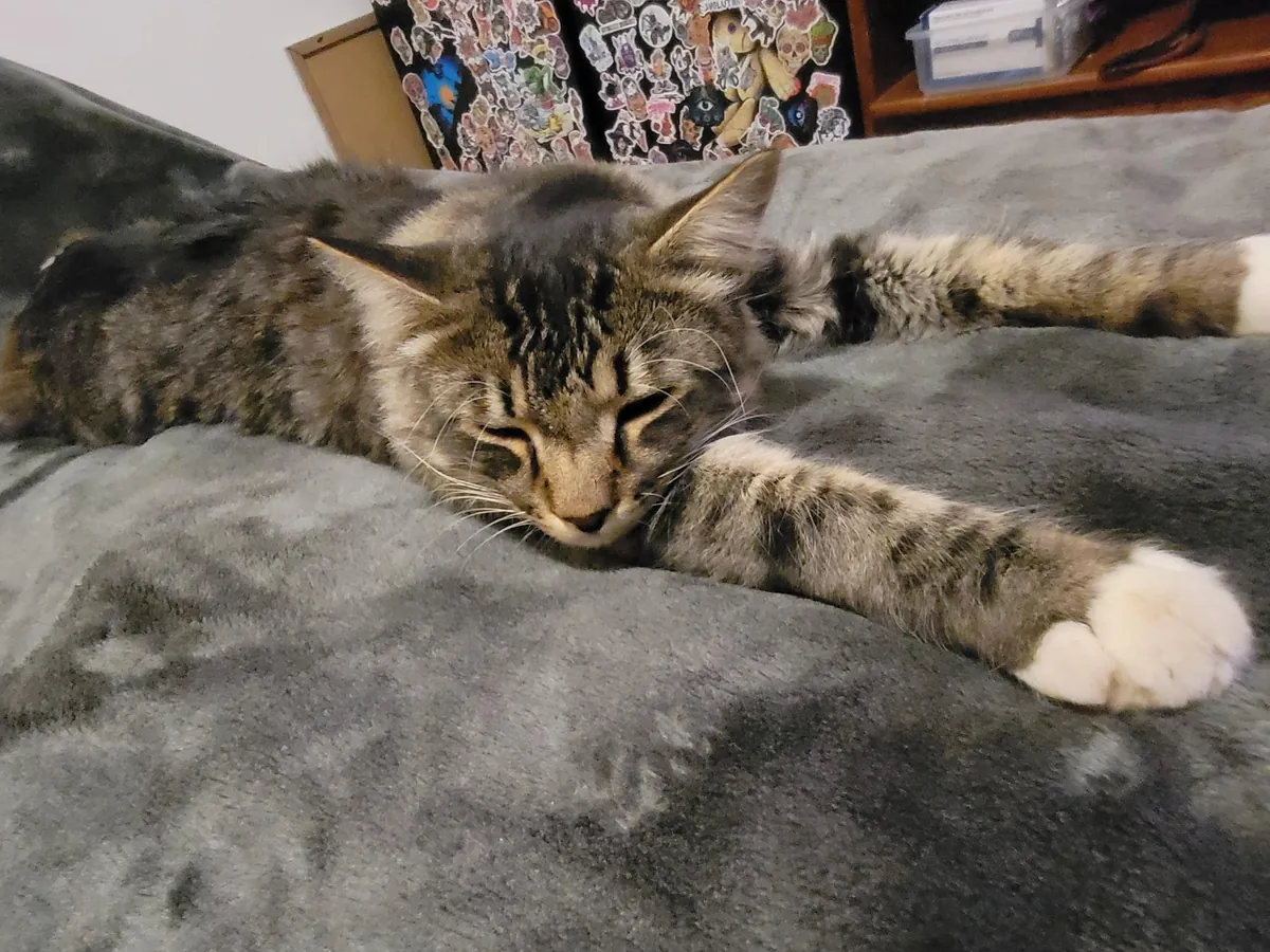 Hi everyone my name is soxx😍💕😸