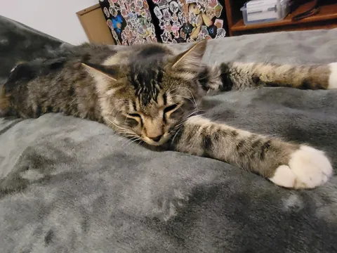 Hi everyone my name is soxx😍💕😸