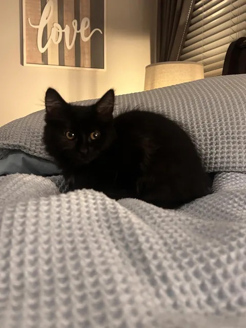 Brought this little puddle of darkness home a few days ago 💕