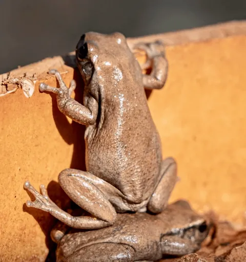 Nominees for comedy Wildlife Photo Of The Year