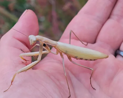 🔥 We have a new resident in the garden, and it's a bit of a rarity in Germany. A European mantis (Mantis religiosa) 🔥