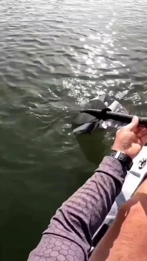 Kayaker rescues a seagull that got tangled up in fishing line