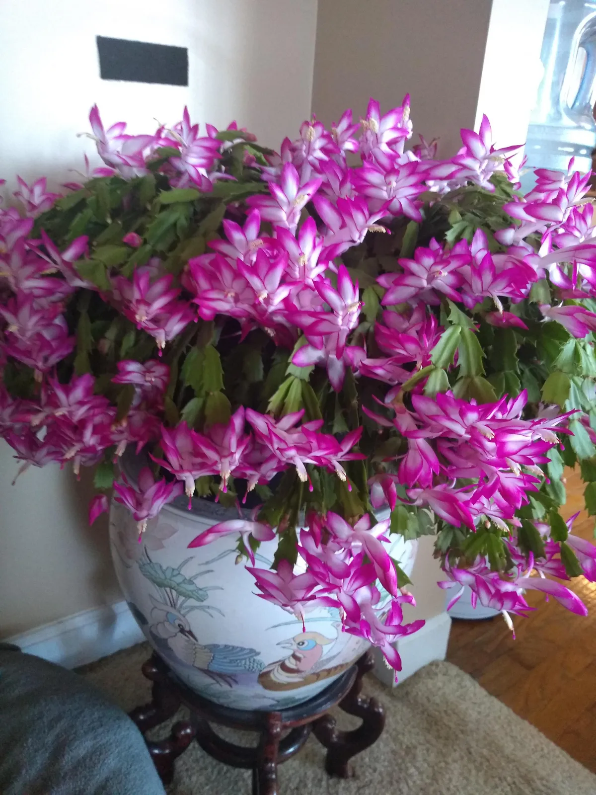 My Christmas cactus decided to be a halloween cactus this year ☺️ This picture does not do it justice.