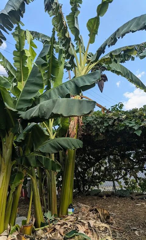 Huge Namwah banana bunch I grew in Woodland Hills, California
