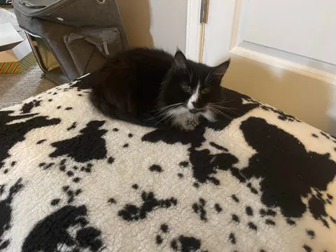 Cookie is 25 today! Tell her Happy Birthday 🥳❤️