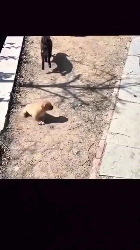 Puppy Drifting...