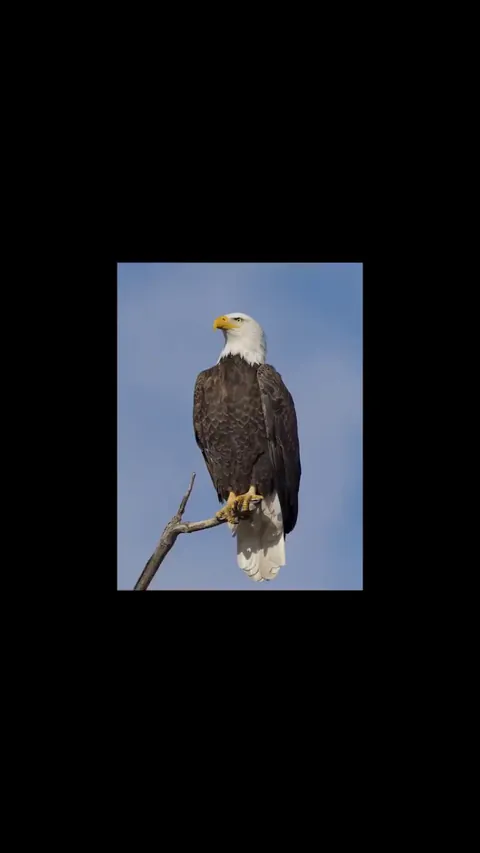 Bald eagles screams are fake