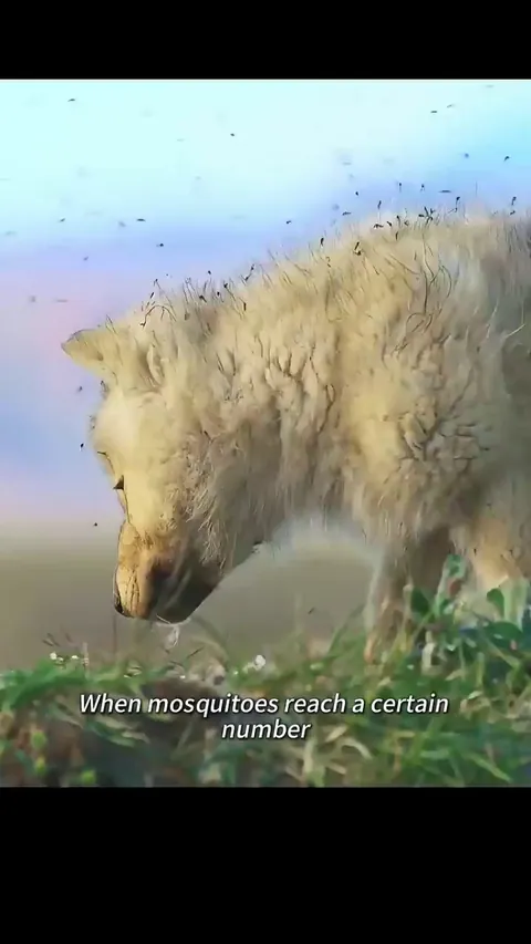 Why do mosquitoes seem much more severe in cold than tropical places?