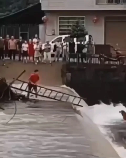 Helpful People Rescue A Dog From Possible Drowning