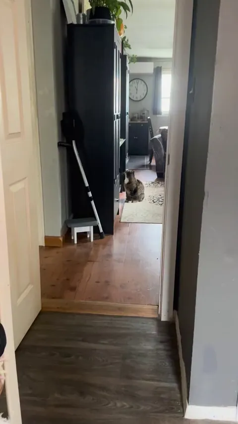 Caught my cat staring at something I couldn’t see