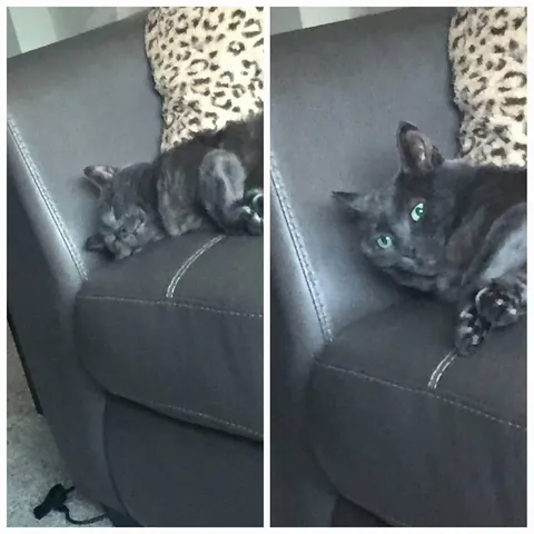 Saying goodbye to my first born feline son tomorrow after 10 years together