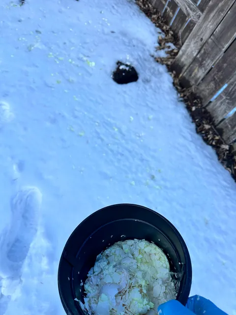 Anyone else save crushed eggshells all winter and till them into the garden? Does it really add calcium or am I just imagining the great results?