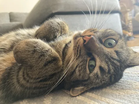 Was sad and lay down flat on the floor and closed my eyes. Opened them back up to find this.