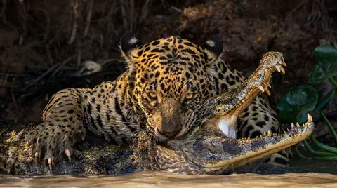 Jaguar delivering a skull-crushing bite to an unsuspecting yacare caiman on the banks of a river in the Pantanal wetland