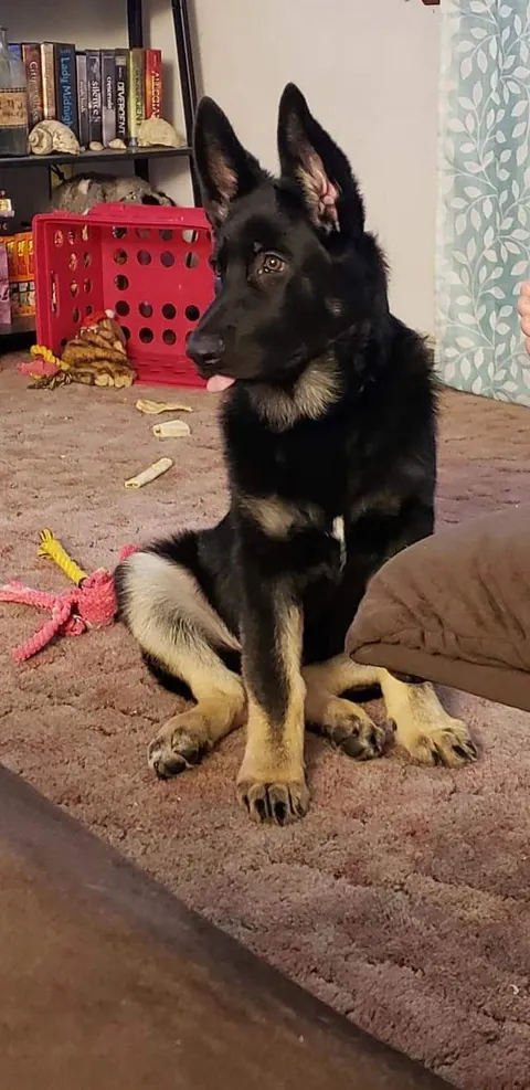 When my dog passed away I made his grave a flower bed and grew wild flowers cause he loved butterflys.