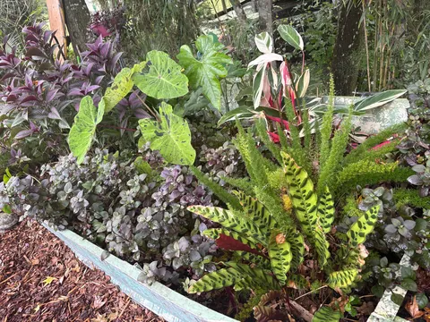 Do you guys like my boat garden!?